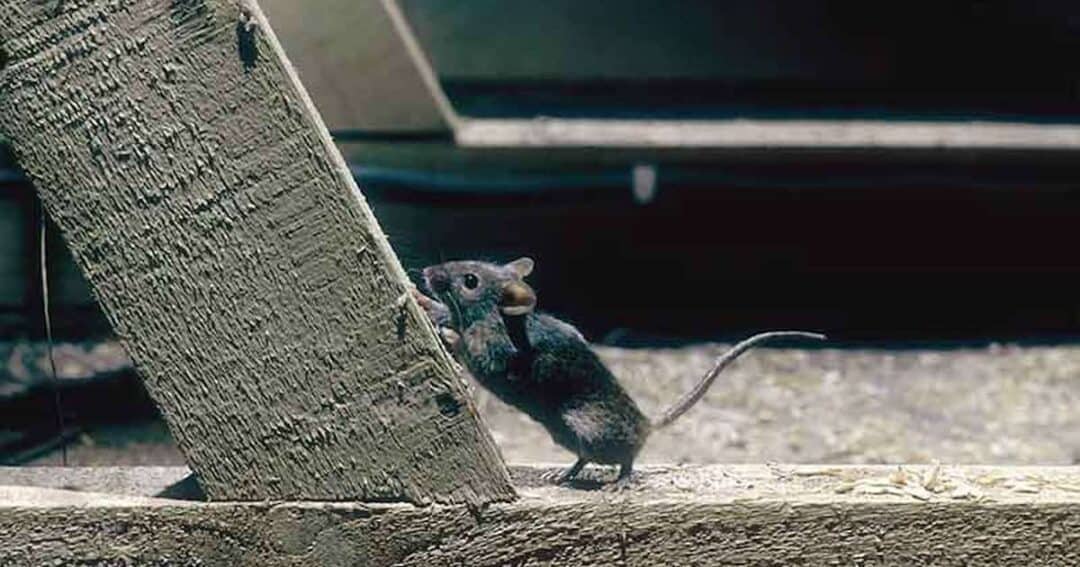 A small mouse climbs up a wooden beam, with its front paws gripping the edge. The background is slightly blurred, showcasing a rustic, wooden structure.